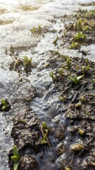 melted snow trickles slowly feeding the awakening soil with gentle movement in the early spring season