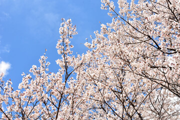 桜と青空