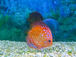 a colorful discuz fish in aquarium