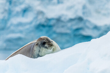 Close-up of a Weddell seal -Leptonychotes weddellii- resting on a small iceberg near Danco Island on the Antarctic peninsula