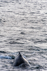 Close-up of the back and dorsal fin of a diving humpback whale -Megaptera novaeangliae. Image taken in the Graham passage, near Charlotte Bay, Antarctic Peninsula