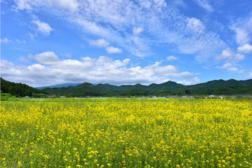 青空と菜の花畑