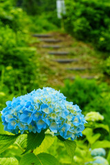 250628十日町市あじさい公園