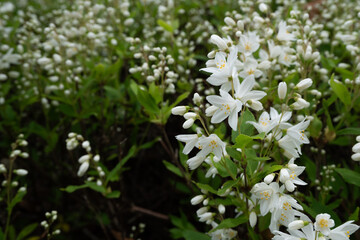 ヒメウツギの群生