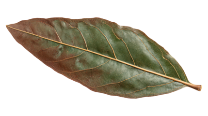 Single Green Leaf with Central Vein isolated on a transparent background