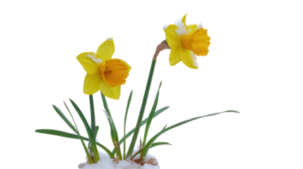 Two yellow daffodils with snow on their petals and green stems Keywords isolated on a transparent background