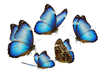 Three to five iridescent sapphire blue morpho butterflies in dynamic flight, hyper-detailed studio close-up, soft uniform lighting on transparent, concept of nature's delicate artistry