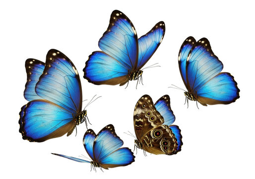 Three to five iridescent sapphire blue morpho butterflies in dynamic flight, hyper-detailed studio close-up, soft uniform lighting on transparent, concept of nature's delicate artistry