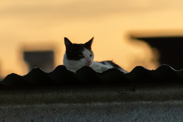 Cat on the roof of the house in the rays of the setting sun