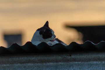 Cat on the roof of the house in the rays of the setting sun