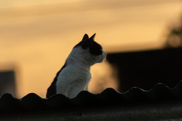 Cat on the roof of the house in the rays of the setting sun