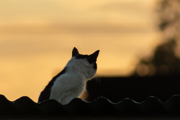 Cat on the roof of the house in the rays of the setting sun