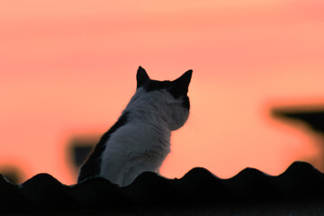 Cat on the roof of the house in the rays of the setting sun
