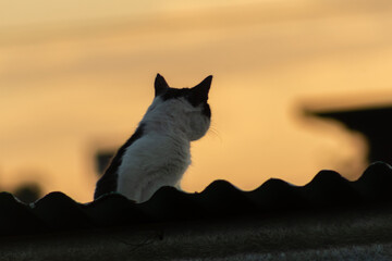 Cat on the roof of the house in the rays of the setting sun