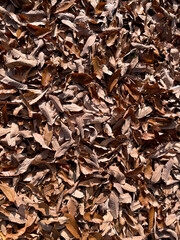 一面の落ち葉・秋のグラフィック素材 © Forest-AKI