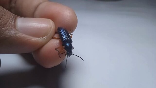 Red legged darkling bettle (Strongylium erythrocephalum)