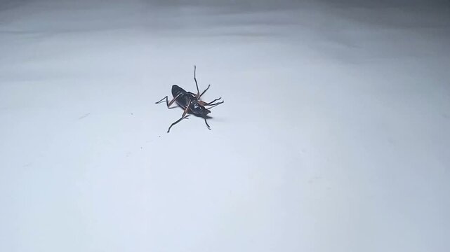 Red legged darkling bettle (Strongylium erythrocephalum)