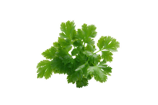 Fresh green celery leaves isolated on a transparent background 1