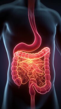 Glowing Anatomical Illustration of Human Digestive System Stomach, Intestines, and Esophagus Highlighted in Vibrant Colors, Showcasing Complex Network of Organs in Body Anatomy Visualization