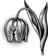 Black and white engraved tulip flower illustration with halftone shading and vintage woodcut style detailing