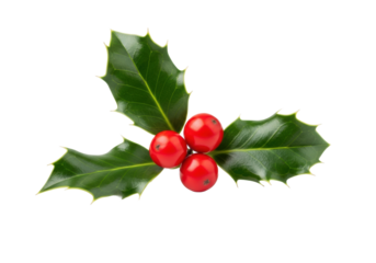 A vibrant sprig of classic Christmas holly with three shiny red berries and deep green serrated leaves, isolated on a transparent background with copy space, concept of festive simplicity