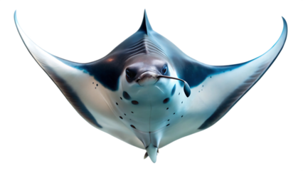 manta ray isolated on a transparent background