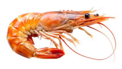 Shrimp isolated on a transparent background