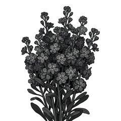 Monochrome bouquet of stock flowers with dense blooms and leaves isolated on transparent background vector graphic