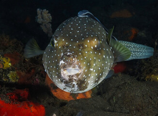 Green spotted pufferfish from Bali