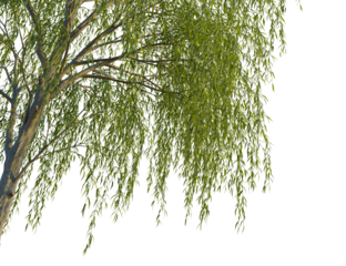 Alnus rubra tree corner view, cutout, isolate, 4k PNG, Willow tree branches with lush green leaves on a transparent background, ideal for design and artistic projects