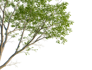 Aphananthe aspera tree corner view, cutout, isolate, 4k PNG, Isolated tree with green leaves on transparent background for creative design projects