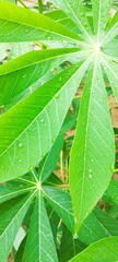A macro shot focusing on the veins and texture of a green Cassava leaf with water droplets