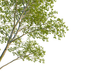 Obraz premium Cornus controversa tree corner view, cutout, isolate, 4k PNG, Isolated tree with green leaves on transparent background for creative design projects, evoking a sense of nature and serenity.