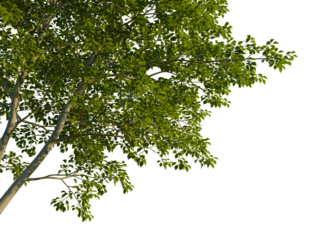 Ligustrum japonicum tree corner view, cutout, isolate, 4k PNG, Elegant tree branches with vibrant green leaves on a transparent background, perfect for design and creative projects