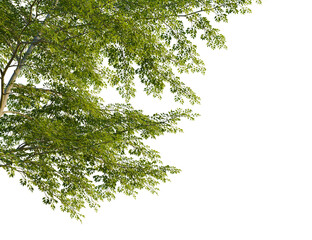 Pteroceltis tatarinowii tree corner view, cutout, isolate, 4k PNG, Vibrant green tree branches with leaves on a transparent background, perfect for adding a natural touch to your designs © Peter Hai