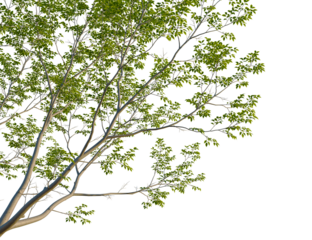 Swietenia mahagoni tree corner view, cutout, isolate, 4k PNG, Isolated tree branch with lush green leaves on a transparent background, 
