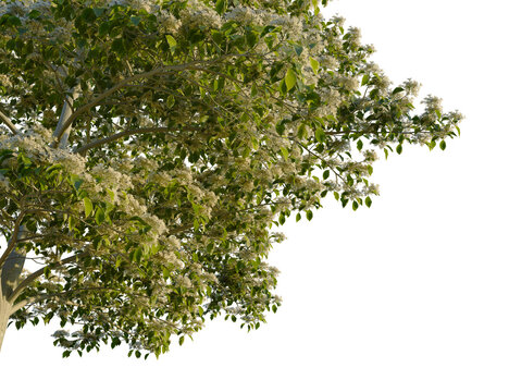 Swietenia mahagoni tree corner view, cutout, isolate, 4k PNG, A blooming tree with white flowers on a transparent background, perfect for adding a touch of nature to your designs