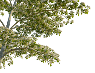 Tilia cordata tree corner view, cutout, isolate, 4k PNG, A blooming tree branch with white flowers and green leaves against a transparent background, perfect for nature, gardening, or seasonal themes.