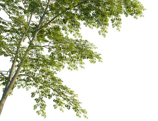 Obraz premium Ulmus carpinifolia tree corner view, cutout, isolate, 4k PNG, Isolated tree branch with lush green leaves on a transparent background, 