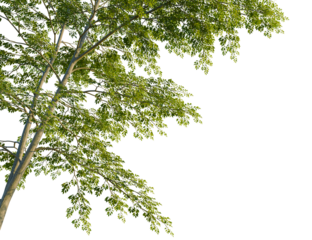 Ulmus carpinifolia tree corner view, cutout, isolate, 4k PNG, Isolated tree branch with lush green leaves on a transparent background, 