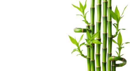 Smooth, vibrant emerald green bamboo stalks with lime green leaves unfurling, on a transparent background with copy space, soft natural light, concept of natural purity and zen