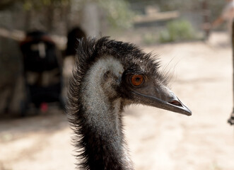 this is a side view of an emu