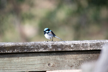 the male fairy wren is on the fence