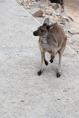 the Kangaroo Island kangaroo is moving slowly