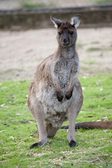 this joey kangaroo island kangaoo has been tagged