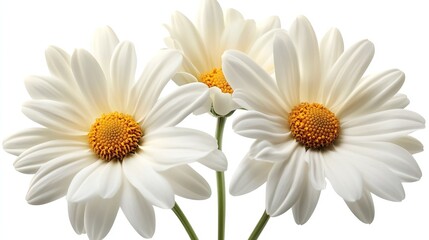 Naklejka premium White daisy flowers in PNG format