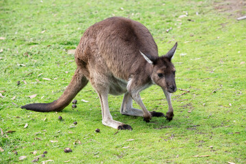 the kangaroo island kangaoo is in a field