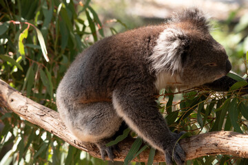 the koala is eating gum leaves