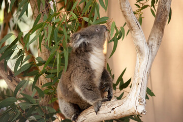the koala is looking up