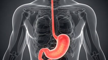 Human Digestive System Highlighting the Stomach and Esophagus in a Transparent Body View